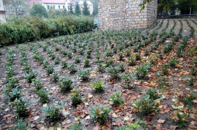 Rewitalizacja plant miejskich w Bolesławcu