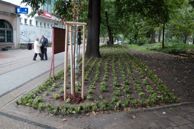 Rewitalizacja plant miejskich w Bolesławcu