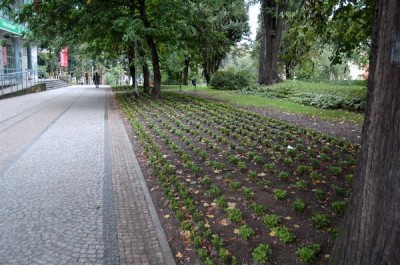 Rewitalizacja plant miejskich w Bolesławcu