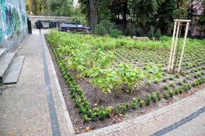 Rewitalizacja plant miejskich w Bolesławcu