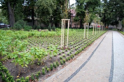 Rewitalizacja plant miejskich w Bolesławcu