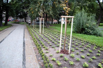 Rewitalizacja plant miejskich w Bolesławcu